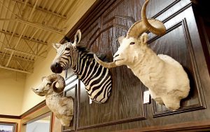 A zebra, goat and ram mounted on the wall.
